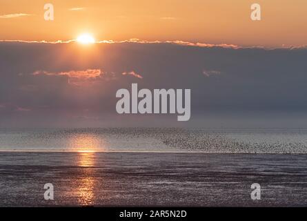 Les oiseaux à gué murmuration à travers Le Wash dans les heures d'or et de bleu de la journée, Norfolk Banque D'Images