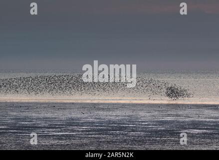 Les oiseaux à gué murmuration à travers Le Wash dans les heures d'or et de bleu de la journée, Norfolk Banque D'Images