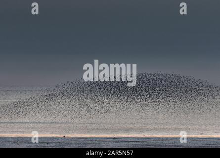 Les oiseaux à gué murmuration à travers Le Wash dans les heures d'or et de bleu de la journée, Norfolk Banque D'Images