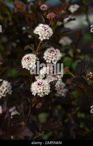 Vue rapprochée des fleurs de l'écorce de ninePhysocarpus opulifolius . Mise au point sélective, faible profondeur de champ. Banque D'Images