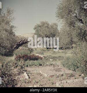Moyen-Orient 1950-1955 : Monastère de Jérusalem dans le jardin de Gethsemaneh. Un regard sur le jardin du monastère sur le site de la cour Annotation: Au moment de l'enregistrement cet emplacement était en Jordanie Date: 1950 lieu: Jérusalem, Jordanie mots clés: Arbres, franciscains, arbustes, sanctuaires, monastères, moines, jardins Banque D'Images