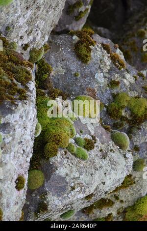 Moss et Lichen blancs communs sur les pierres de banque Banque D'Images