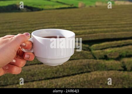 Femme tenant la tasse de thé près de la main sur la plantation de thé Banque D'Images