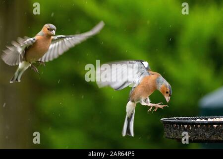 Météo au Royaume-Uni : un chaffinch (Fringilla coelebs) vole vers un mangeoire à oiseaux tandis que la pluie persistante se poursuit tout au long de la journée Banque D'Images