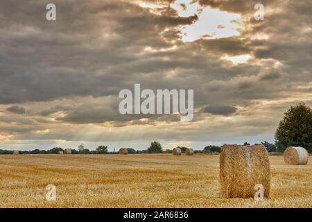 Illustration de rouleaux de paille dans un champ. Banque D'Images