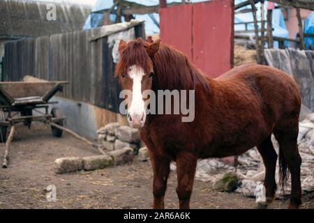 marron beau cheval avec un panier en arrière-plan. hors de l'attention Banque D'Images