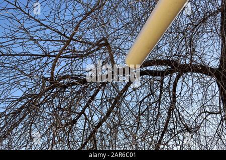 Un arbre densément surcultivé avec des branches contre un ciel bleu et un égout. Égout blanc sur un fond de branches de cerisier sans feuilles. Banque D'Images