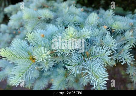 Les branches du gros plan de l'épinette bleue. Flou de la mise au point. Épinette bleue ou épinette de pruche (Picea pungens) - représentant du genre Spruce du P Banque D'Images