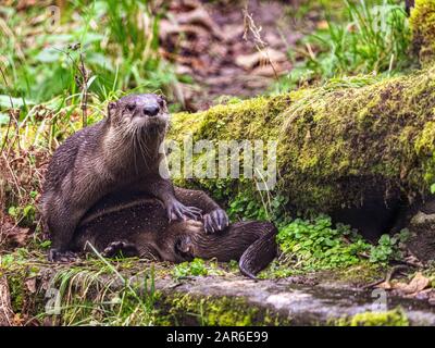 La Rivière Otter De L'Amérique Du Nord (Lontra Canadensis) Banque D'Images