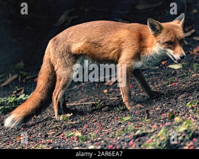 Le renard roux (Vulpes vulpes) Banque D'Images