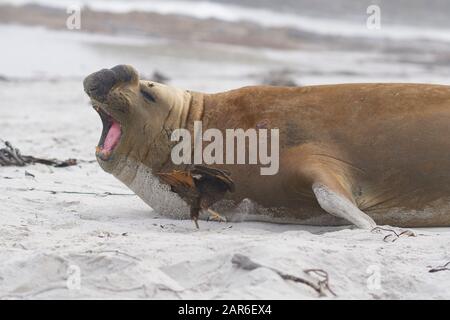 Caracara strié (Phalcoboenus australis) se nourrissant des coupures sur le cou d'un mâle Southern Elephant Seal (Mirounga leonina). Banque D'Images