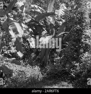 Voyage au Suriname et aux Antilles néerlandaises Mme Joy Boogh dans l'ancienne Jodensavanna à la rivière Suriname Date: 1947 lieu: Jodensavanne, Suriname mots clés: Femmes Nom personnel: Boogh, Joy Banque D'Images