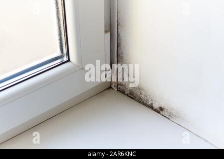 Champignon et humidité à la fenêtre humide. Banque D'Images