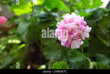 Des géraniums roses bicolores et blancs dans le jardin de la maison Banque D'Images