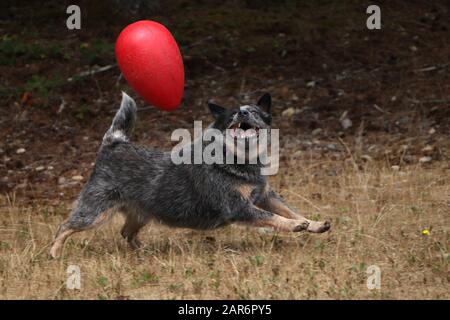 Australian Cattle Dogs Jouant À Seattle Washington Usa Banque D'Images