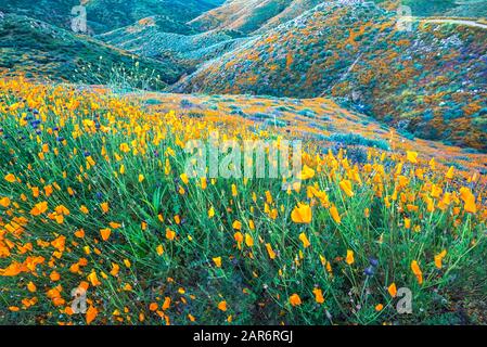 Des coquelicots de Californie au Walker Canyon. Lac Elsinore, Californie, États-Unis. Banque D'Images