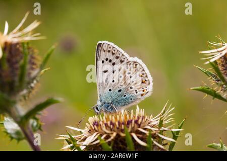 Chalk-Hill papillon bleu Lysandra coridon sur Watlington Hill dans la campagne Oxfordshire Angleterre Royaume-Uni Banque D'Images