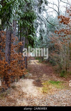 Forêt gelée dans la région de Bohême du Sud. Parc national de Sumava. République Tchèque. Banque D'Images