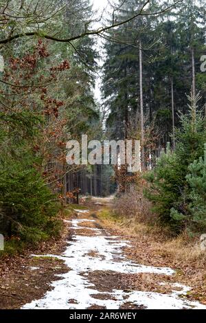 Forêt gelée dans la région de Bohême du Sud. Parc national de Sumava. République Tchèque. Banque D'Images