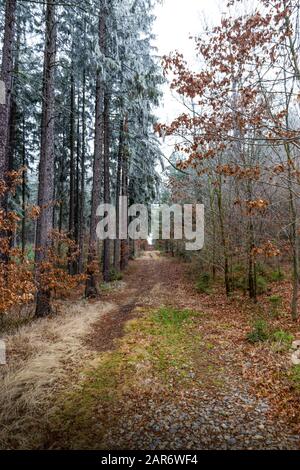 Forêt gelée dans la région de Bohême du Sud. Parc national de Sumava. République Tchèque. Banque D'Images