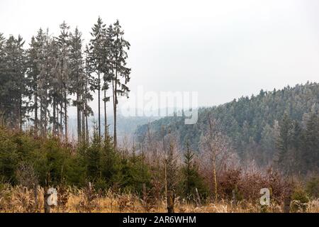 Forêt gelée dans la région de Bohême du Sud. Parc national de Sumava. République Tchèque. Banque D'Images