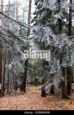 Forêt gelée dans la région de Bohême du Sud. Parc national de Sumava. République Tchèque. Banque D'Images