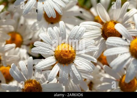 Grand groupe de fleurs de daisies (oxeye) avec gouttes d'eau de rosée le matin. Contexte de la nature au printemps Banque D'Images