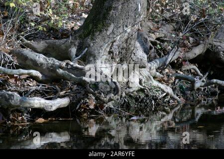 Les racines des arbres visibles, exposés par l'érosion au bord d'une rivière Banque D'Images