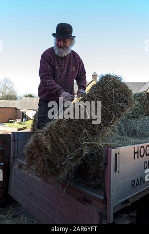 Roger Hughes, un drayman de 70 ans, décharge des balles de foin pour ses chevaux Shire dans Les Crochets familiaux de la brasserie Norton, fondée en 1849, dans le village Banque D'Images