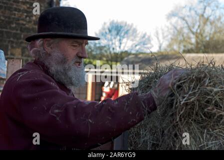 Roger Hughes, un drayman de 70 ans, décharge des balles de foin pour ses chevaux Shire dans Les Crochets familiaux de la brasserie Norton, fondée en 1849, dans le village Banque D'Images