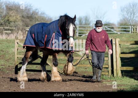 Roger Hughes, un drayman de 70 ans, dirige l'un des deux chevaux Shire du paddock pour être exploité à un ray dans les Crochets familiaux Norton Brewer Banque D'Images