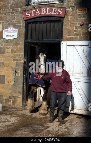 Roger Hughes, un drayman de 70 ans, dirige l'un des deux chevaux Shire de l'écurie pour être exploité à un ray dans Les Crochets familiaux de la brasserie Norton Banque D'Images