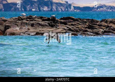 Le gannet d'oiseau vole bas au-dessus de l'eau, dans les mouettes de fond assis sur un rocher et l'océan, réserve nationale de Paracas. Banque D'Images