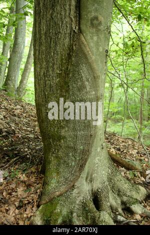 Inosculation : deux arbres différents se sont unis à la base de leur tronc. Arbres et joints. Mari et femme arbres. Banque D'Images