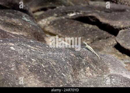 Lézard se prélasser au soleil sur une pierre, jour ensoleillé, copier la pâte. Banque D'Images