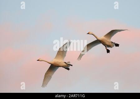 Le cygne de Bewick (Cygnus columbianus bewickii) vole à la tombée de la nuit contre un ciel coucher de soleil, Gloucestershire, Royaume-Uni, novembre. Banque D'Images