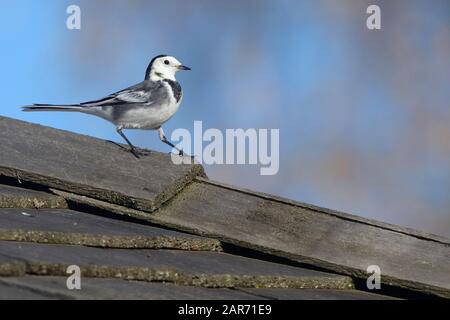 Pied à cheval (Motacilla alba) en hiver marchant sur un toit délesté, Gloucestershire, Royaume-Uni, novembre. Banque D'Images