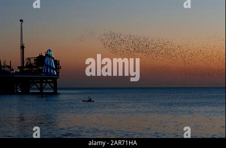 Spectaculaire murmuration des étoiles au coucher du soleil à côté de l'helter- skelter sur Brighton Palace Pier sur la côte sud de l'Angleterre. Banque D'Images