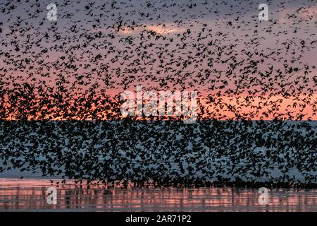 Blackpool, Lancashire, Royaume-Uni. 26 janvier 2020. La dernière valse avant de se coucher pour les milliers de Starlings qui cherchent à se faire voler pour la nuit sous les strophons en fonte de la célèbre jetée nord de Blackpool dans Lancashire. Crédit: Cernan Elias/Alay Live News Banque D'Images