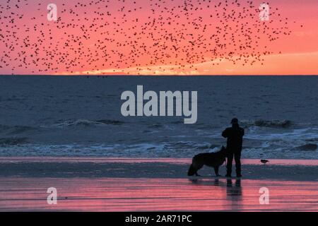 Blackpool, Lancashire, Royaume-Uni. 26 janvier 2020. La dernière valse avant de se coucher pour les milliers de Starlings qui cherchent à se faire voler pour la nuit sous les strophons en fonte de la célèbre jetée nord de Blackpool dans Lancashire. Crédit: Cernan Elias/Alay Live News Banque D'Images