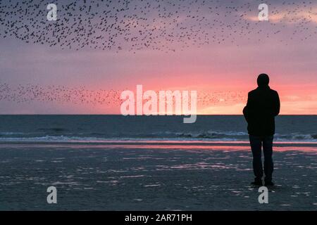 Blackpool, Lancashire, Royaume-Uni. 26 janvier 2020. La dernière valse avant de se coucher pour les milliers de Starlings qui cherchent à se faire voler pour la nuit sous les strophons en fonte de la célèbre jetée nord de Blackpool dans Lancashire. Crédit: Cernan Elias/Alay Live News Banque D'Images