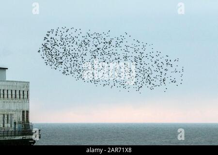 Blackpool, Lancashire, Royaume-Uni. 26 janvier 2020. La dernière valse avant de se coucher pour les milliers de Starlings qui cherchent à se faire voler pour la nuit sous les strophons en fonte de la célèbre jetée nord de Blackpool dans Lancashire. Crédit: Cernan Elias/Alay Live News Banque D'Images