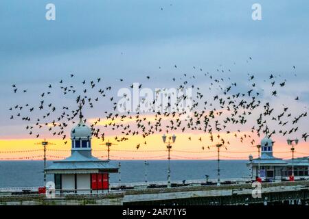 Blackpool, Lancashire, Royaume-Uni. 26 janvier 2020. Coucher de soleil coloré alors que les starlings se rassemblent pour s'éroder en grand nombre sous la jetée nord. Ces incroyables petits oiseaux ont mis sur un superbe écran de vol à l'un de seulement une poignée de leurs sites favoris de roosting dans tout le Royaume-Uni. Les énormes troupeaux d'étoiles, dont le nombre est estimé à 60 000, sont rejoints par des troupeaux migratoires du continent plus froid. Crédit : Mediaworld Images/Alay Live News Banque D'Images