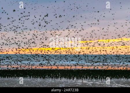 Blackpool, Lancashire, Royaume-Uni. 26 janvier 2020. Coucher de soleil coloré alors que les starlings se rassemblent pour s'éroder en grand nombre sous la jetée nord. Ces incroyables petits oiseaux ont mis sur un superbe écran de vol à l'un de seulement une poignée de leurs sites favoris de roosting dans tout le Royaume-Uni. Les énormes troupeaux d'étoiles, dont le nombre est estimé à 60 000, sont rejoints par des troupeaux migratoires du continent plus froid. Crédit : Mediaworld Images/Alay Live News Banque D'Images