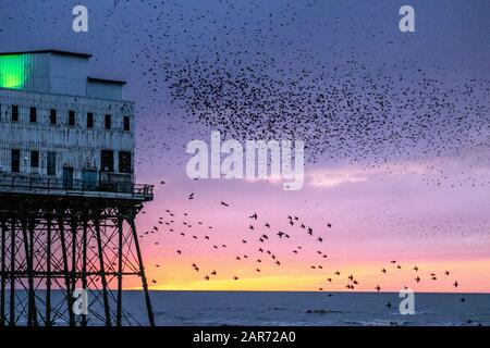 Blackpool, Lancashire, Royaume-Uni. 26 janvier 2020. Coucher de soleil coloré alors que les starlings se rassemblent pour s'éroder en grand nombre sous la jetée nord. Ces incroyables petits oiseaux ont mis sur un superbe écran de vol à l'un de seulement une poignée de leurs sites favoris de roosting dans tout le Royaume-Uni. Les énormes troupeaux d'étoiles, dont le nombre est estimé à 60 000, sont rejoints par des troupeaux migratoires du continent plus froid. Crédit : Mediaworld Images/Alay Live News Banque D'Images