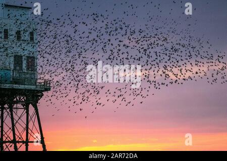 Blackpool, Lancashire, Royaume-Uni. 26 janvier 2020. Coucher de soleil coloré alors que les starlings se rassemblent pour s'éroder en grand nombre sous la jetée nord. Ces incroyables petits oiseaux ont mis sur un superbe écran de vol à l'un de seulement une poignée de leurs sites favoris de roosting dans tout le Royaume-Uni. Les énormes troupeaux d'étoiles, dont le nombre est estimé à 60 000, sont rejoints par des troupeaux migratoires du continent plus froid. Crédit : Mediaworld Images/Alay Live News Banque D'Images