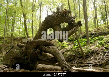 L'arbre mort en forme de impair reste dans les bois Banque D'Images