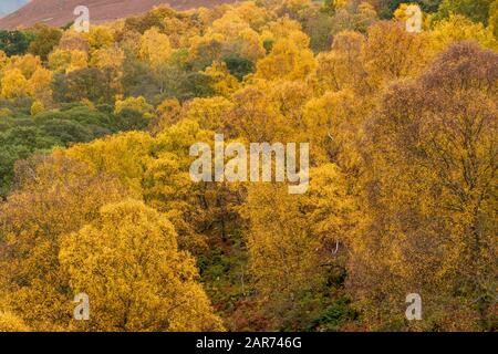 Des bouleaux argentés avec des feuilles jaune vif donnant une couleur d'automne étonnante dans le district de English Lake, novembre, au Royaume-Uni Banque D'Images