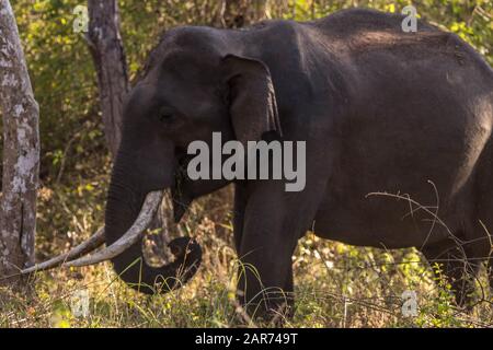 Éléphant d'Asie avec sa meilleure vue sur la réserve de tigre de bandipur ou l'aire de répartition forestière Banque D'Images