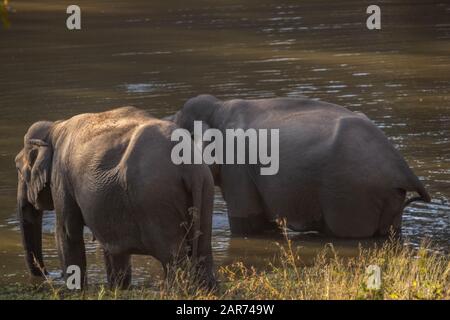 Éléphant d'Asie avec sa meilleure vue sur la réserve de tigre de bandipur ou l'aire de répartition forestière Banque D'Images